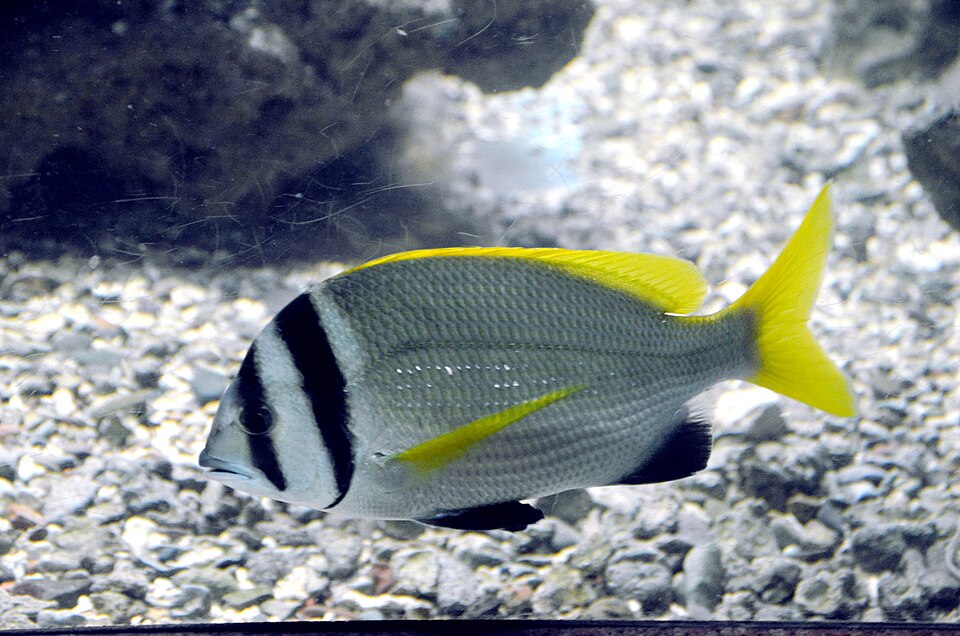 Acanthopagrus bifasciatus