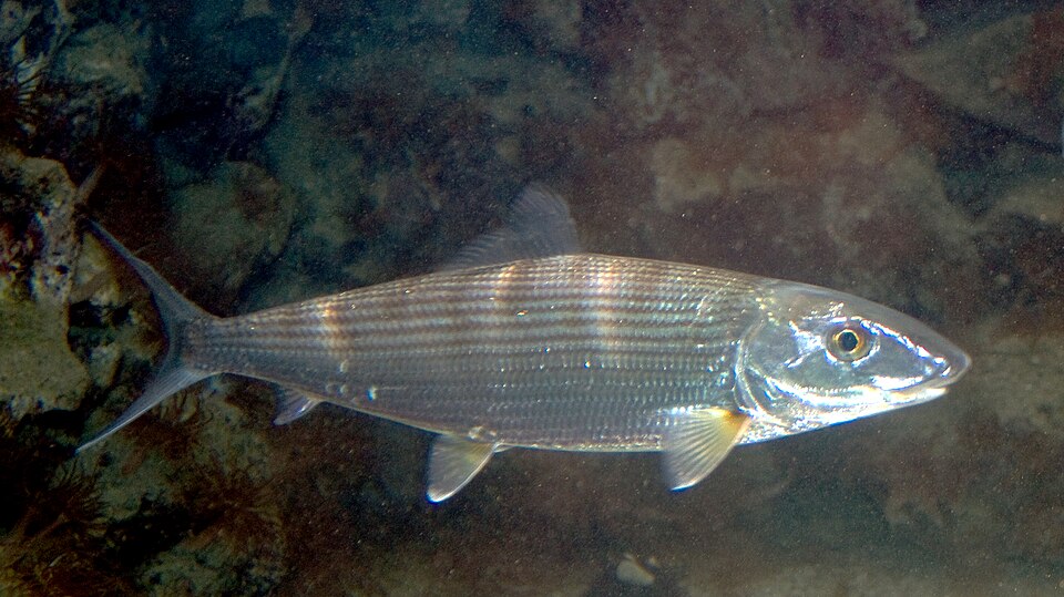 Albula vulpes