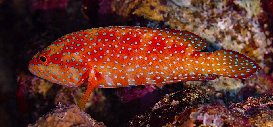 Miniatus grouper