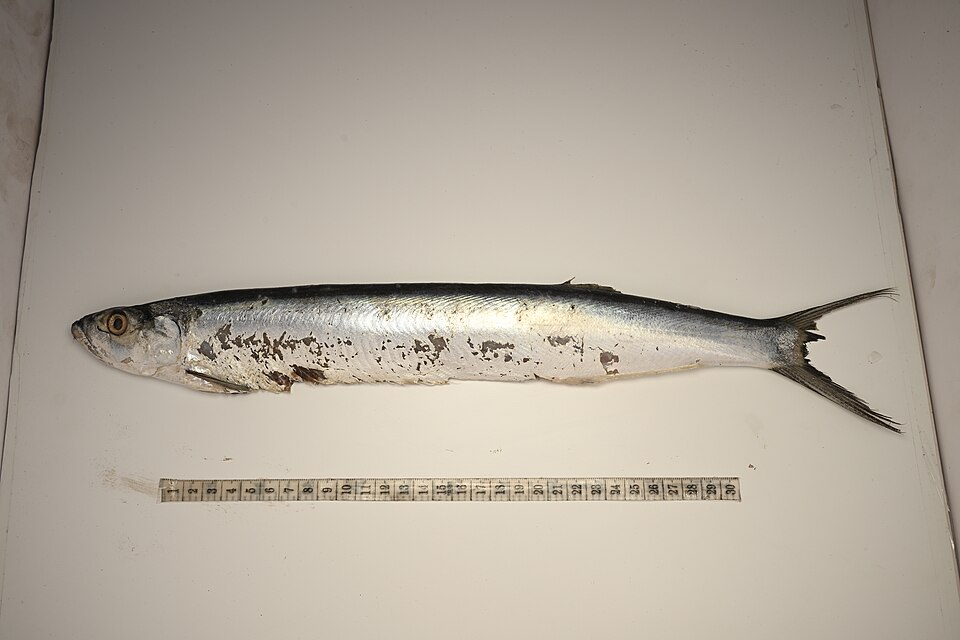 Chirocentrus dorab