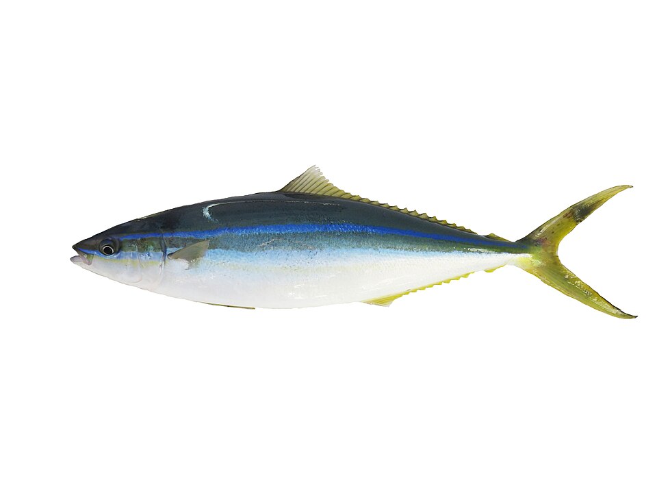 Elagatis bipinnulata