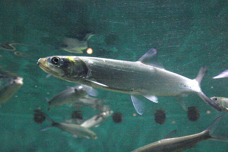 Elops affinis