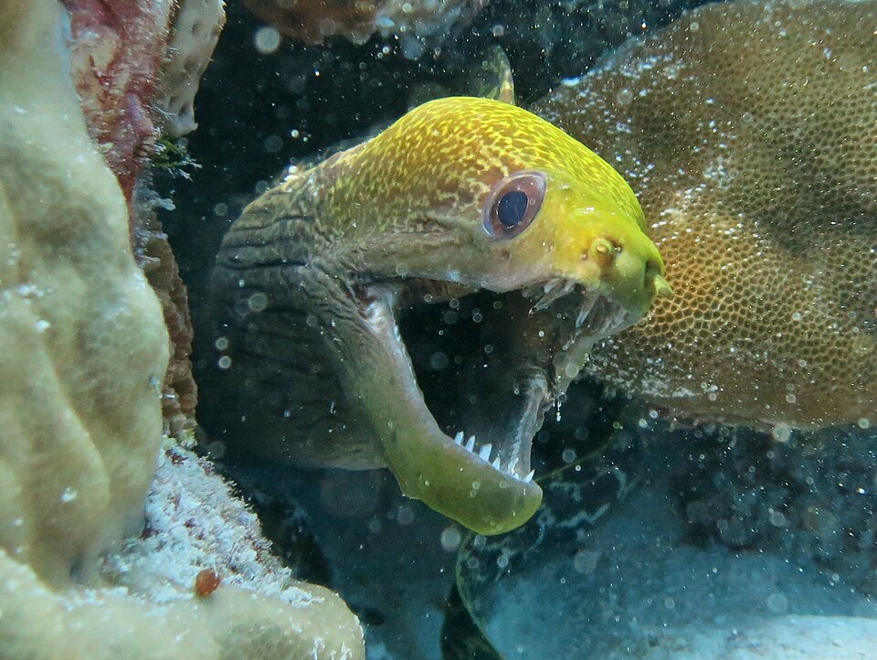 Gymnothorax undulatus
