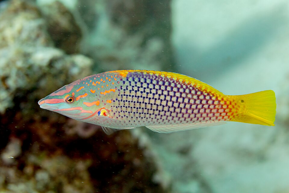checkerboard wrasse