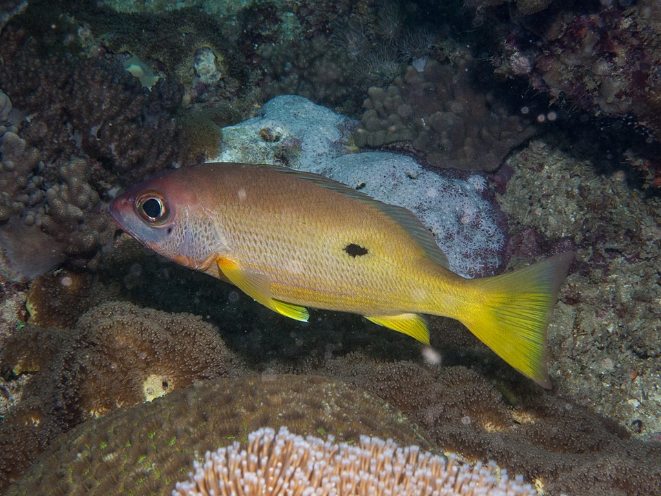 dory snapper