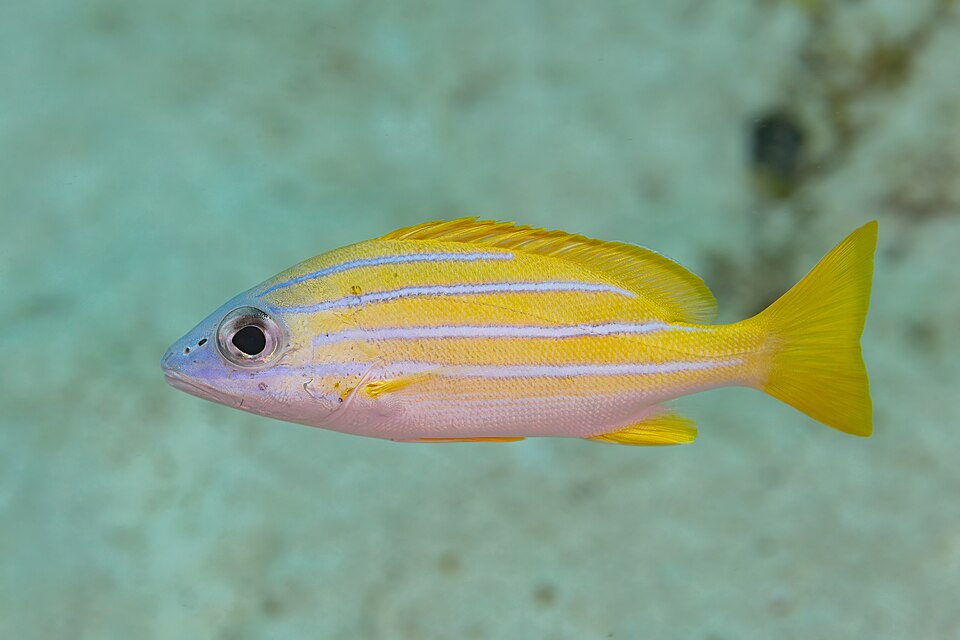 bluestripe snapper
